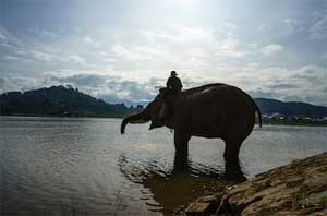 elephant-lac-lak