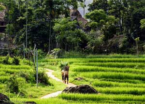 rando-puluong-15j