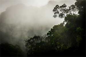 jungle-phong-nha